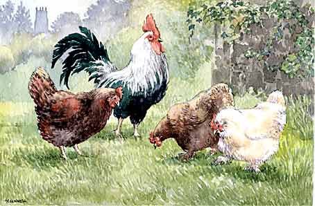 Cockerel and hens