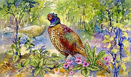 Cock pheasant