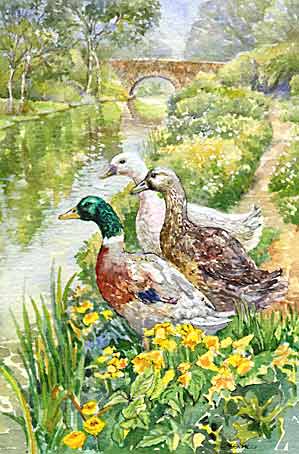 Ducks by the canal
