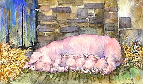 Sow with piglets