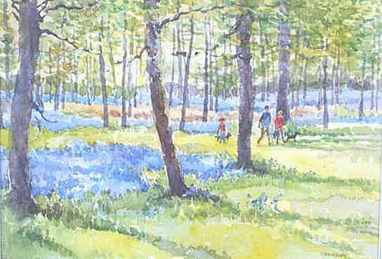 Bluebell wood