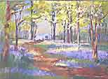Bluebell woods
